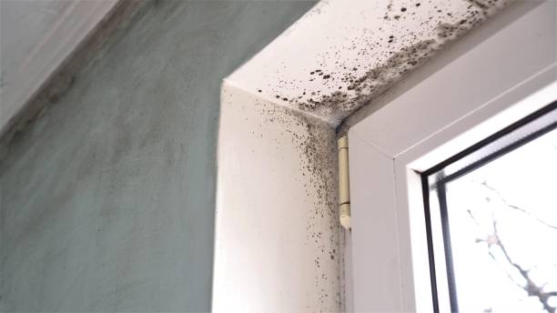 Best Attic Mold Remediation in Winterset, IA